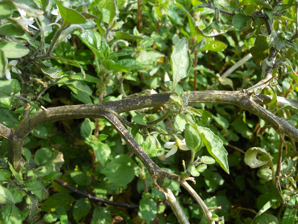 Fiore bianco 2 - Solanum sp.